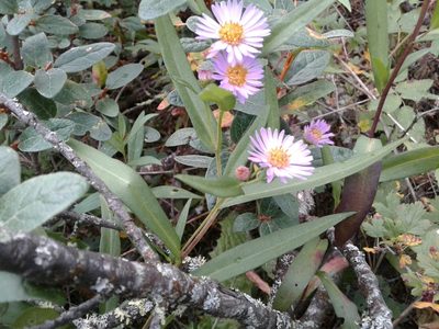 Symphyotrichum robynsianum, photographed by Quinten Wiegersma