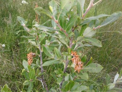Salix myricoides, photographed by Quinten Wiegersma