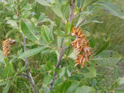 Salix myricoides, photographed by Quinten Wiegersma