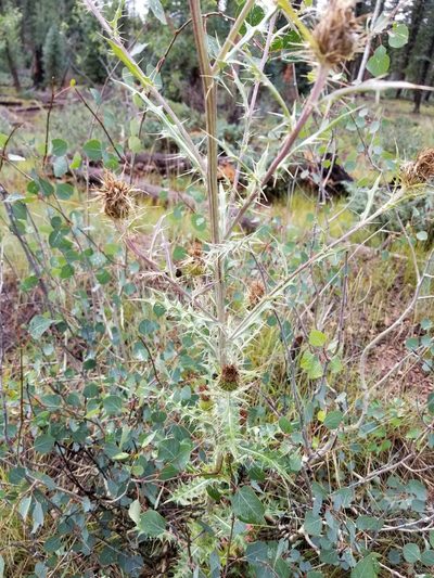 Cirsium wheeleri, photographed by Rod