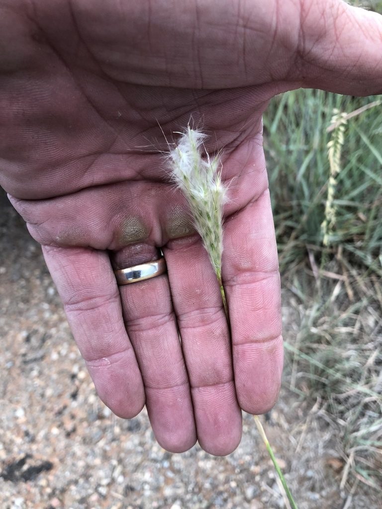 Bothriochloa springfieldii, photographed by CK2AZ