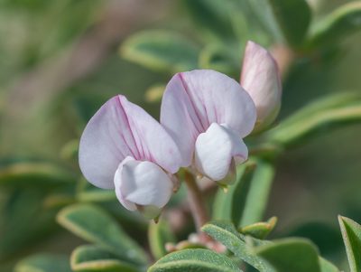 Lotus australis, photographed by Rolf Lawrenz