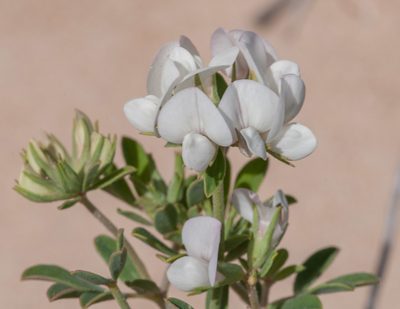 Lotus australis, photographed by Rolf Lawrenz