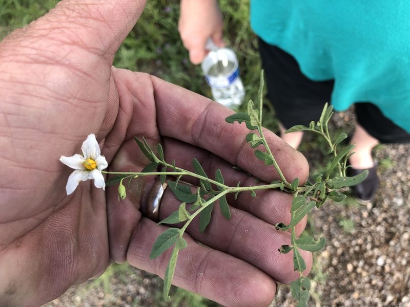 Solanum jamesii, photographed by CK2AZ