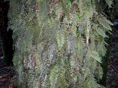 Hymenophyllum frankliniae, photographed by Leon Perrie