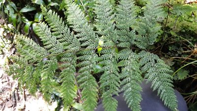 Dennstaedtia novae, photographed by naturewatchwidow
