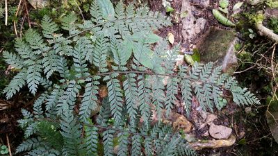 Polystichum silvaticum, photographed by naturewatchwidow