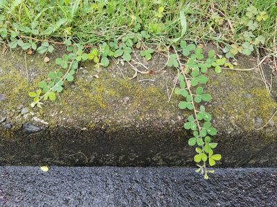 Lespedeza pilosa, photographed by Yoshihiro Tokue
