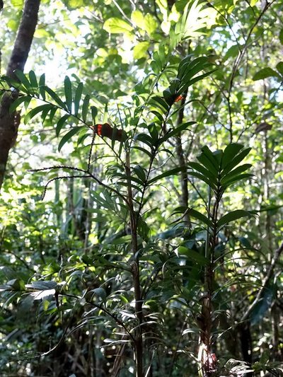 Dypsis concinna, photographed by Romer N. Rabarijaona