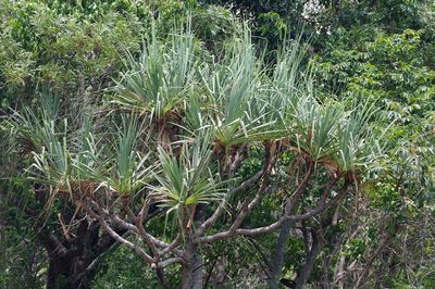 Pandanus cookii, photographed by Lek Khauv