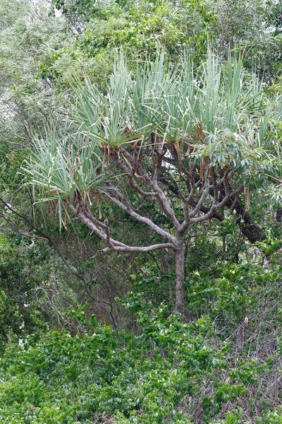 Pandanus cookii, photographed by Lek Khauv