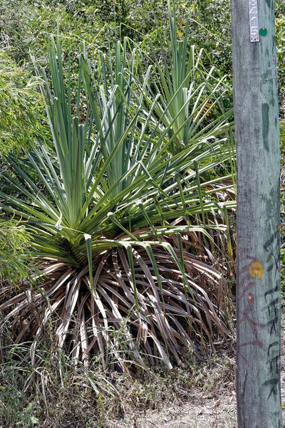 Pandanus cookii, photographed by Lek Khauv