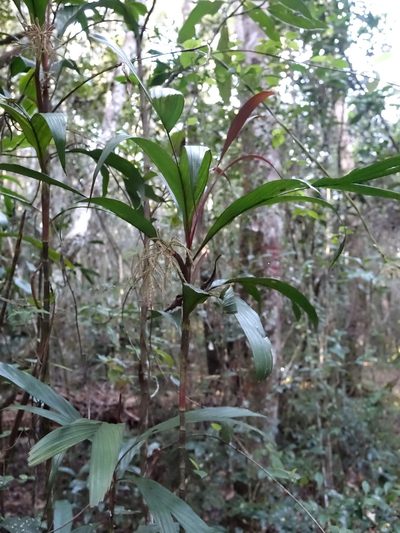 Dypsis hildebrandtii, photographed by Romer N. Rabarijaona