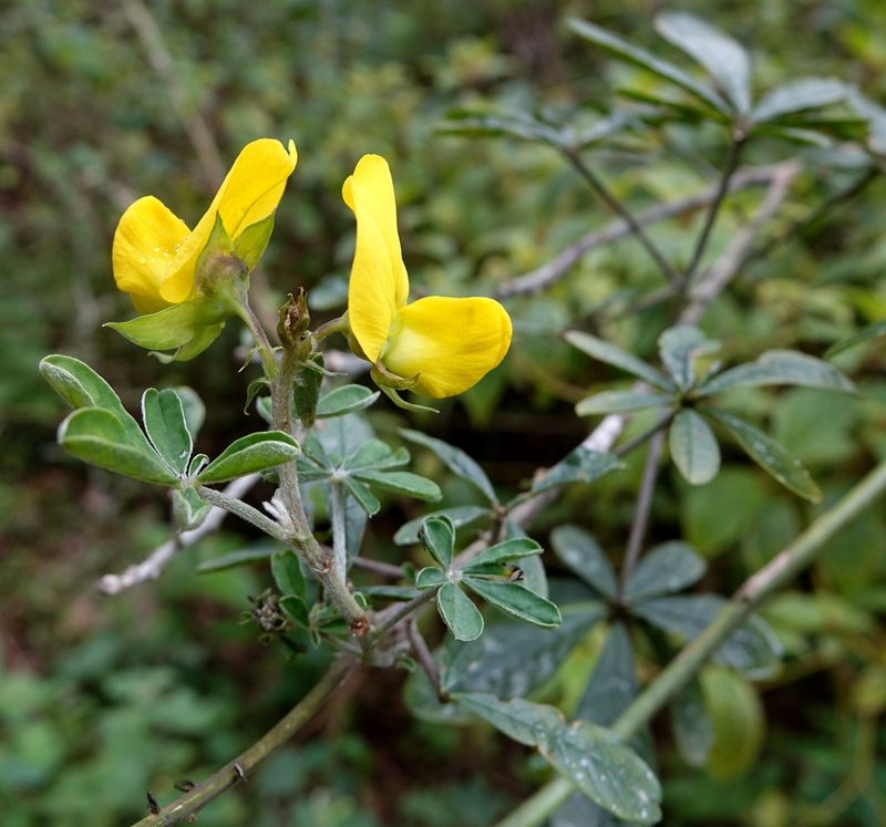 Crotalaria grahamiana, photographed by Romer N. Rabarijaona