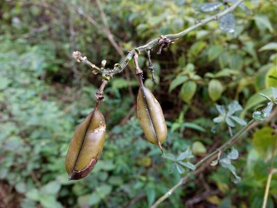 Crotalaria grahamiana, photographed by Romer N. Rabarijaona