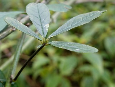 Crotalaria grahamiana, photographed by Romer N. Rabarijaona