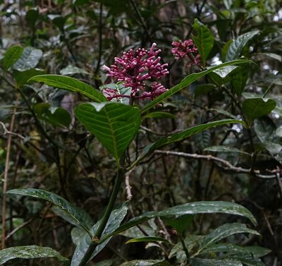 Chassalia acutiflora, photographed by Romer N. Rabarijaona
