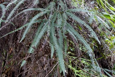 Sticherus flagellaris, photographed by Romer N. Rabarijaona