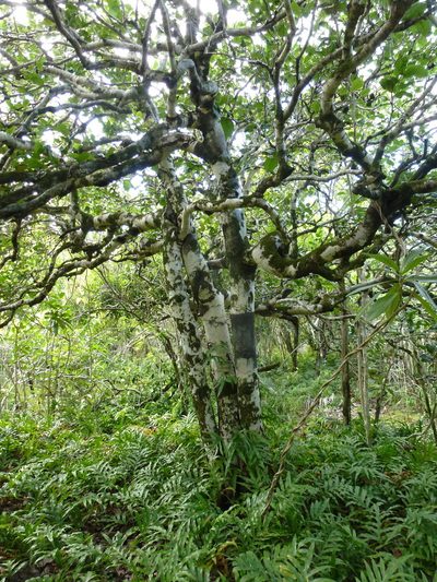 Diospyros egrettarum, photographed by Eliane Küpfer