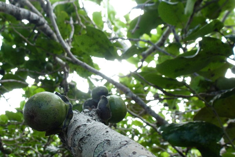 Diospyros egrettarum, photographed by Eliane Küpfer