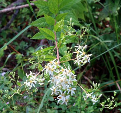 Doellingeria sericocarpoides, photographed by Lauren McLaurin