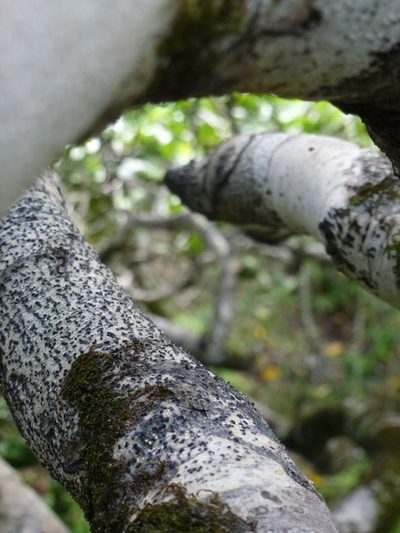 Diospyros egrettarum, photographed by Eliane Küpfer