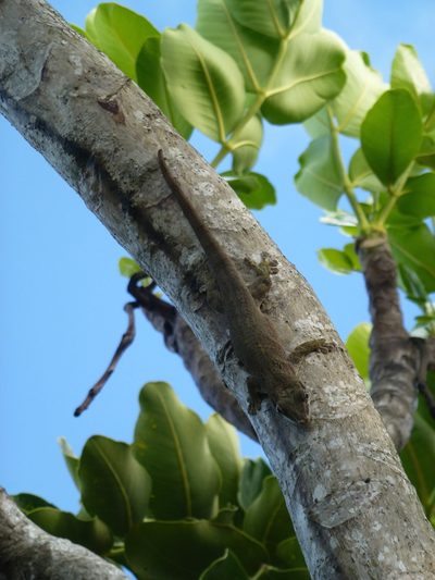 Polyscias maraisiana, photographed by Eliane Küpfer
