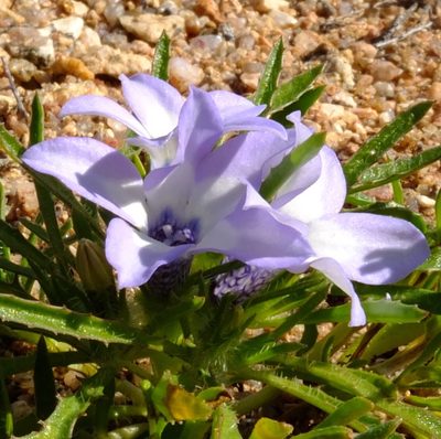 Wahlenbergia acaulis, photographed by Kevin Murray