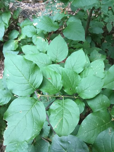 Syringa reticulata, photographed by Bev McBride