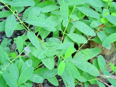 Hypericum walteri, photographed by Kara Roberts
