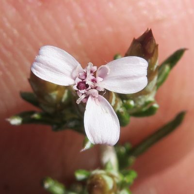 Pterothrix tomentosa, photographed by Kevin Murray