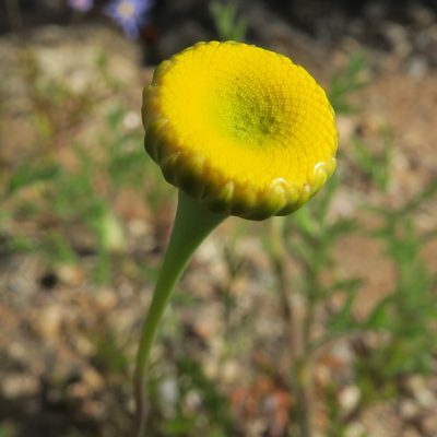 Cotula microglossa, photographed by Kevin Murray