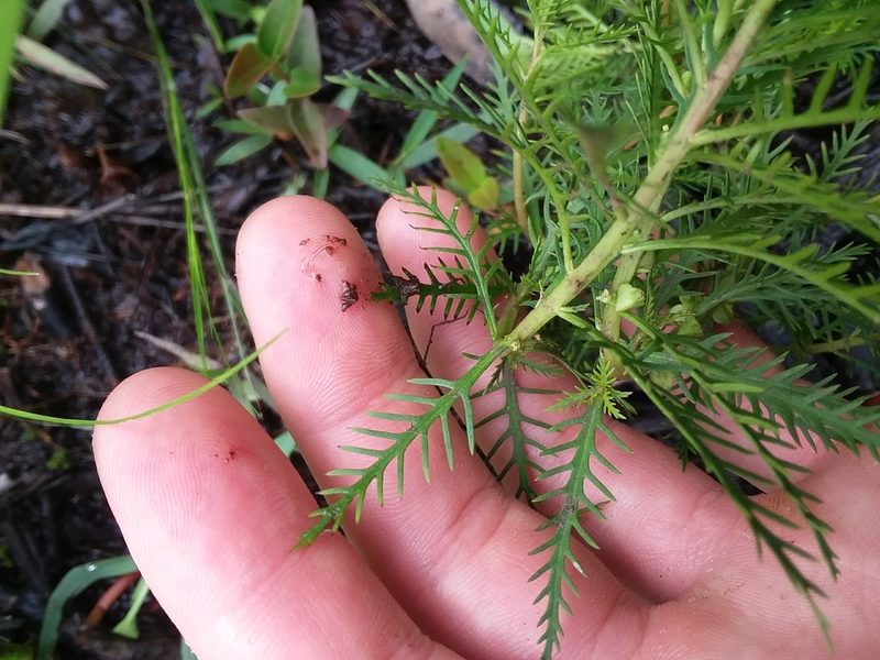 Proserpinaca intermedia, photographed by Will McFarland