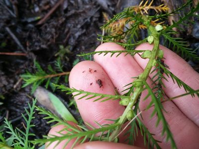 Proserpinaca intermedia, photographed by Will McFarland