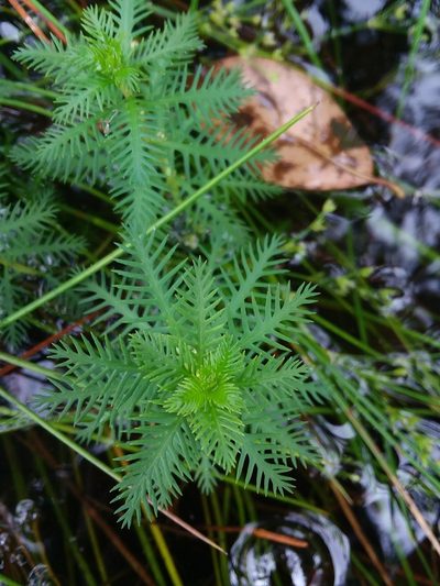 Proserpinaca intermedia, photographed by Will McFarland