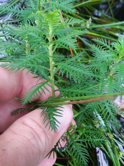 Proserpinaca intermedia, photographed by Will McFarland