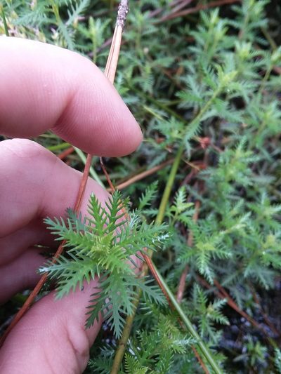 Proserpinaca intermedia, photographed by Will McFarland