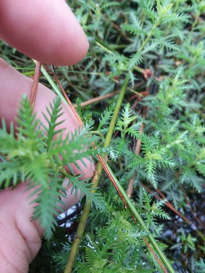 Proserpinaca intermedia, photographed by Will McFarland