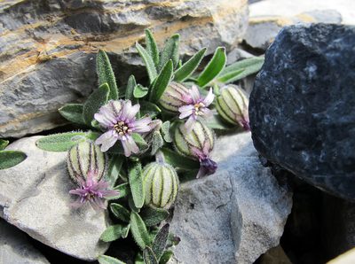 Silene uralensis, photographed by marek