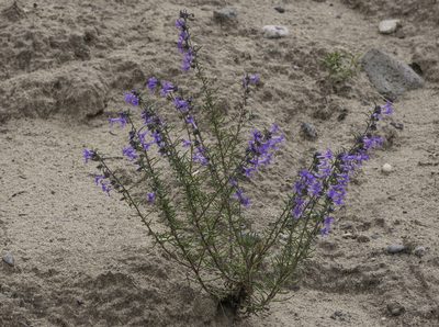 Ipomopsis multiflora, photographed by Craig Martin