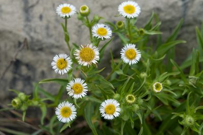 Erigeron morrisonensis, photographed by Cheng-Tao Lin