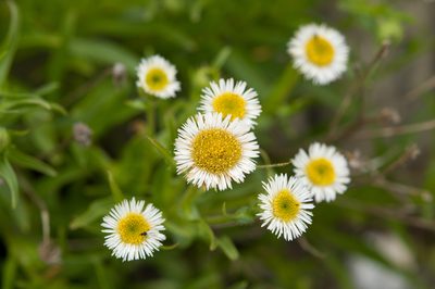 Erigeron morrisonensis, photographed by Cheng-Tao Lin
