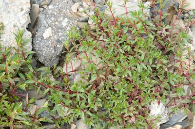 Epilobium hohuanense, photographed by Cheng-Tao Lin
