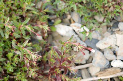 Epilobium hohuanense, photographed by Cheng-Tao Lin