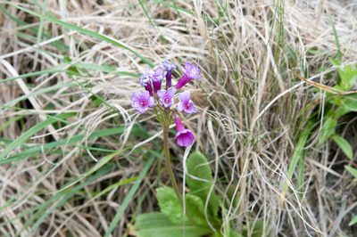 Primula miyabeana, photographed by Cheng-Tao Lin