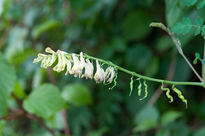 Corydalis ophiocarpa, photographed by Cheng-Tao Lin
