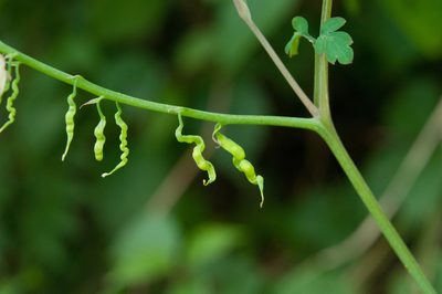 Corydalis ophiocarpa, photographed by Cheng-Tao Lin