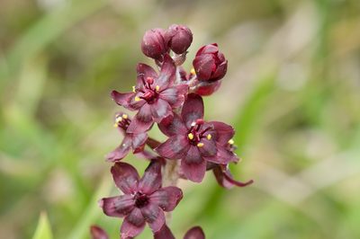 Veratrum formosanum, photographed by Cheng-Tao Lin