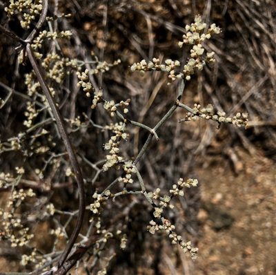 Eriogonum plumatella, photographed by desertnaturalist