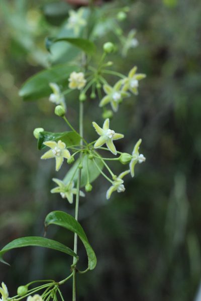 Vailia anomala, photographed by Adrianh M. Orozco